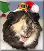 Henry the Guinea Pig