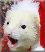 Shira the Ferret