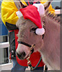 Jack the Donkey