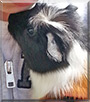 Dexter the Guinea Pig