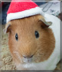 Thor the Guinea Pig