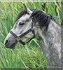 Thunder the Welsh Mountain Pony