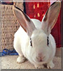 Seren the Rabbit