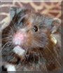 Furry Monka the Syrian Hamster