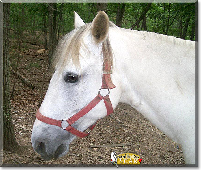 Scar, the Pet of the Day