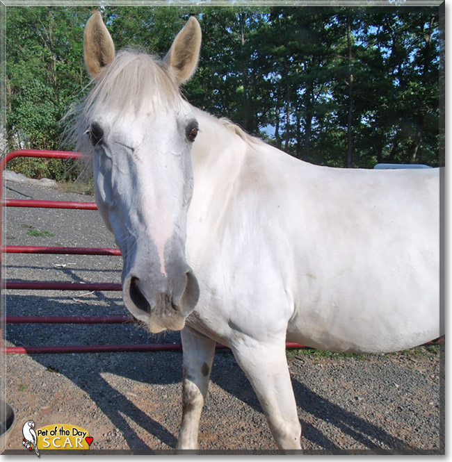 Scar, the Pet of the Day