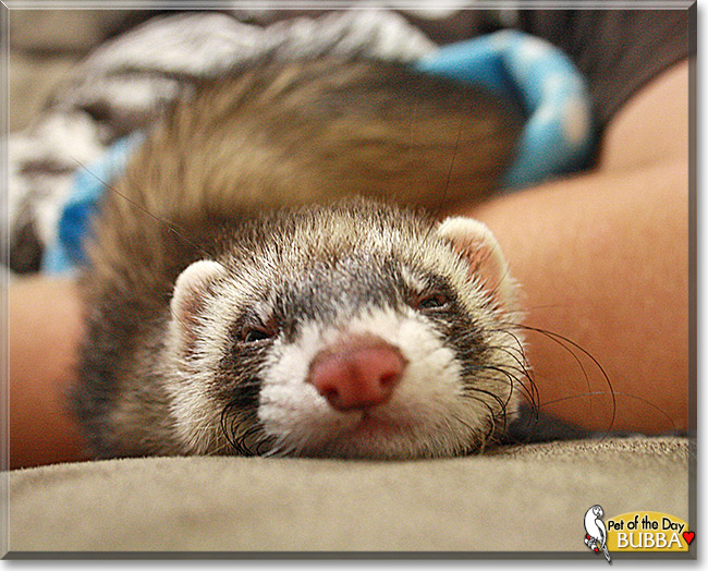 Bubba, the Pet of the Day Bubba, the Pet of the Day