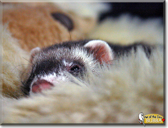 Bubba, the Pet of the Day Bubba, the Pet of the Day