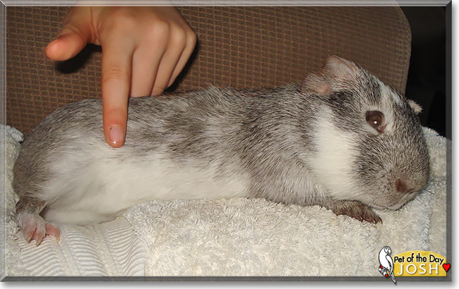 Josh, the Pet of the Day Josh, the Pet of the Day