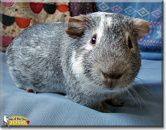 Josh, the Pet of the Day Josh, the Pet of the Day