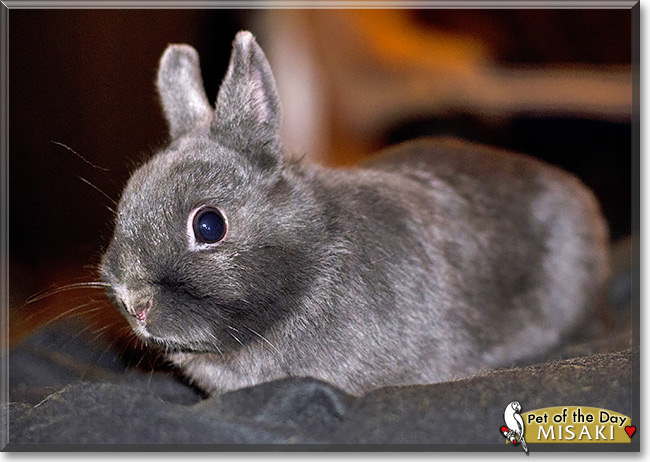 Misaki, the Pet of the Day Misaki, the Pet of the Day