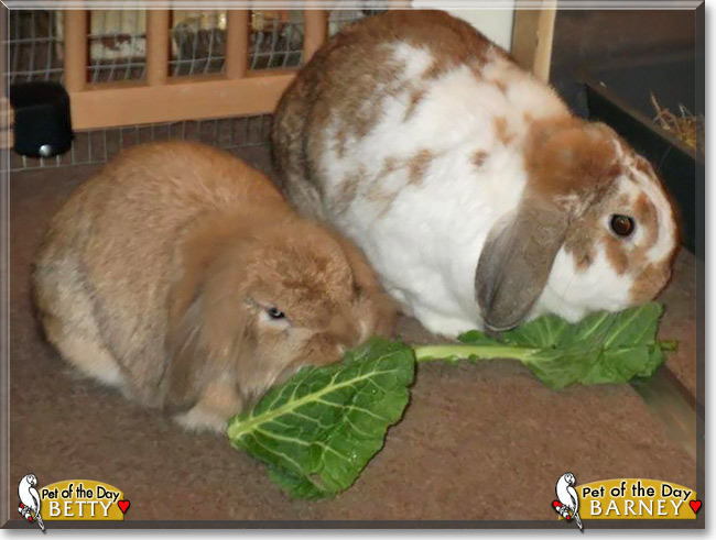 Betty, Barney, the Pet of the Day Betty, Barney, the Pet of the Day
