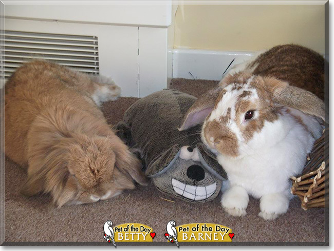 Betty, Barney, the Pet of the Day Betty, Barney, the Pet of the Day
