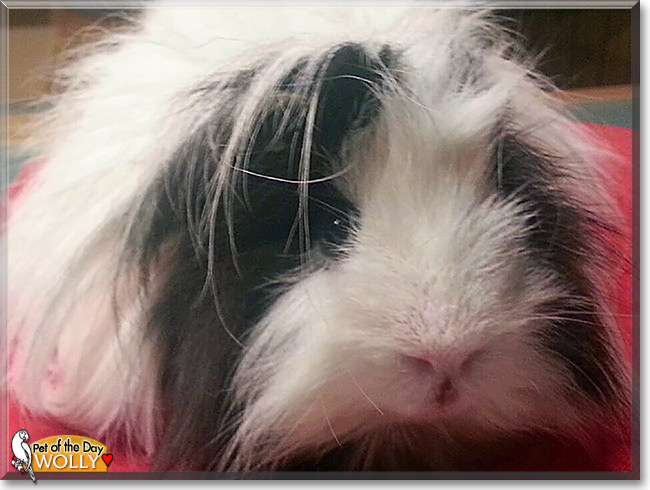 Wolly, the Pet of the Day Wolly, the Pet of the Day