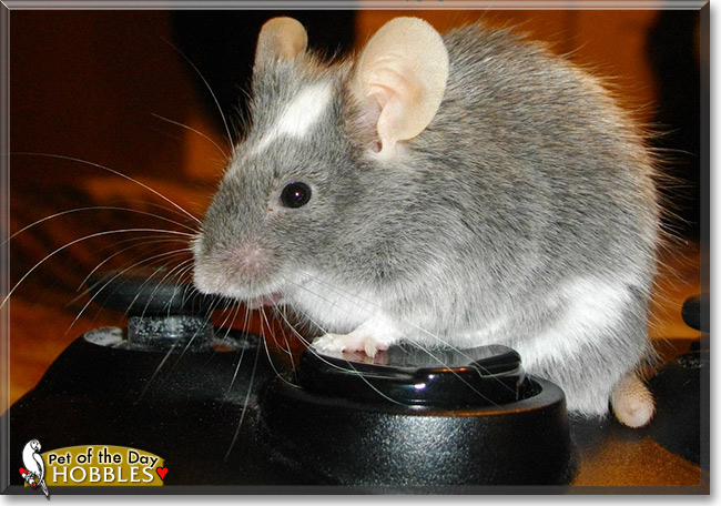 Hobbles, the Pet of the Day Hobbles, the Pet of the Day