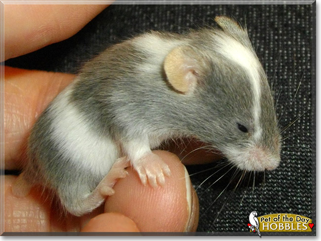 Hobbles, the Pet of the Day Hobbles, the Pet of the Day
