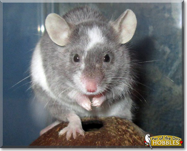 Hobbles, the Pet of the Day Hobbles, the Pet of the Day