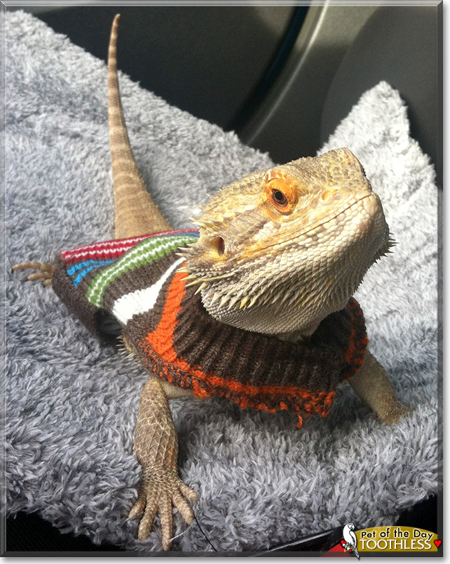 Toothless, the Pet of the Day Toothless, the Pet of the Day