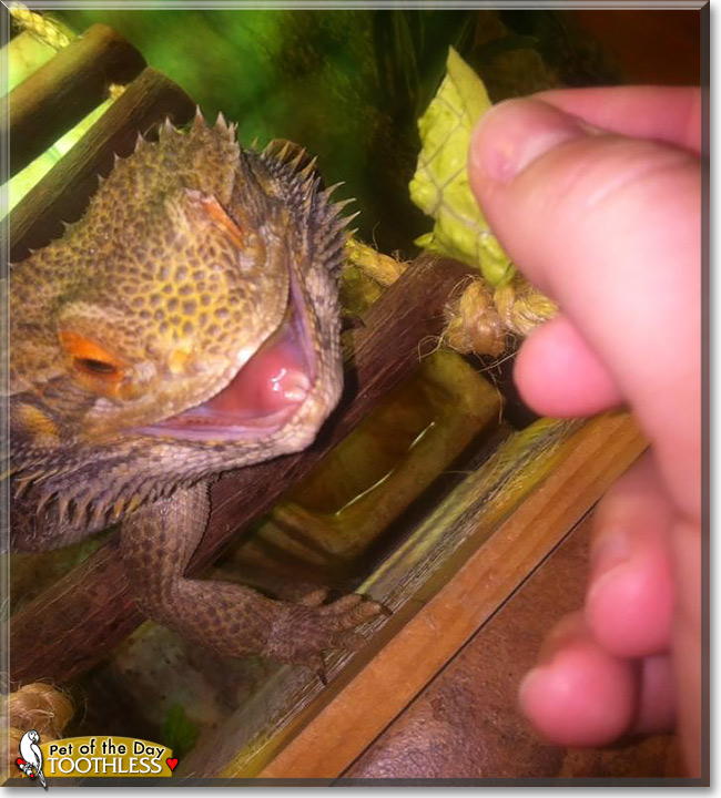 Toothless, the Pet of the Day Toothless, the Pet of the Day