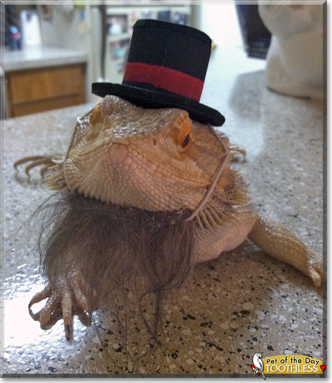 Toothless, the Pet of the Day Toothless, the Pet of the Day