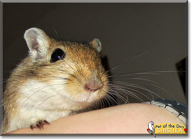 Shisuka, the Pet of the Day Shisuka, the Pet of the Day