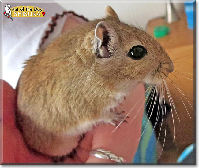 Shisuka, the Pet of the Day Shisuka, the Pet of the Day