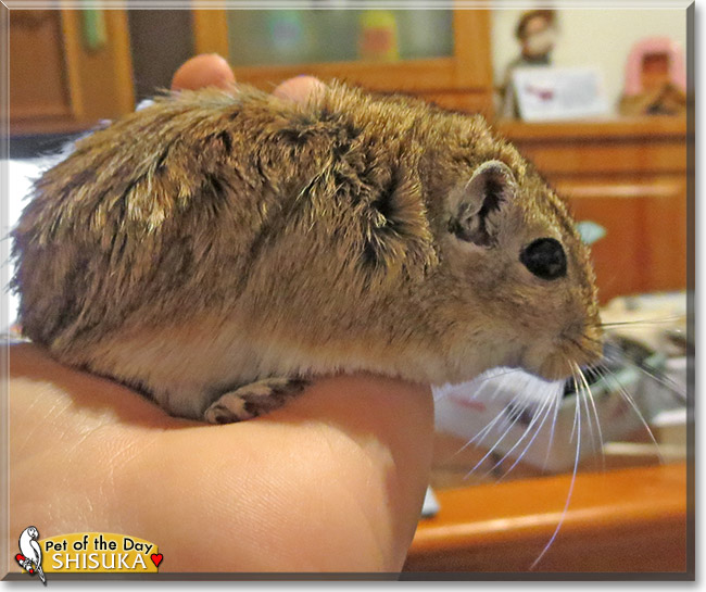 Shisuka, the Pet of the Day Shisuka, the Pet of the Day