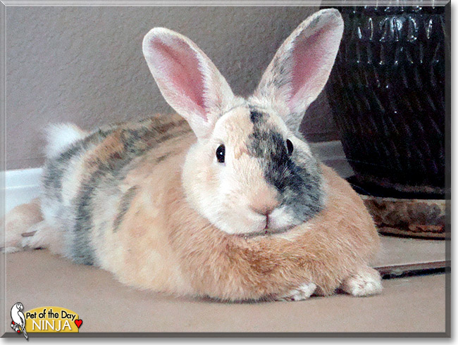 Ninja, the Pet of the Day Ninja, the Pet of the Day