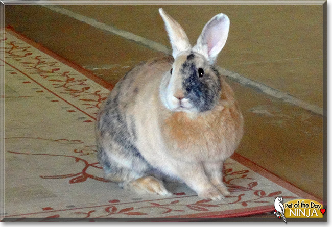 Ninja, the Pet of the Day Ninja, the Pet of the Day