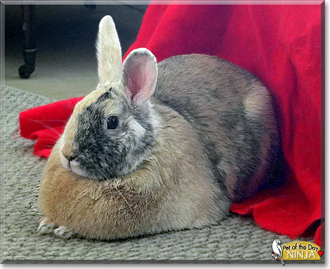Ninja, the Pet of the Day Ninja, the Pet of the Day