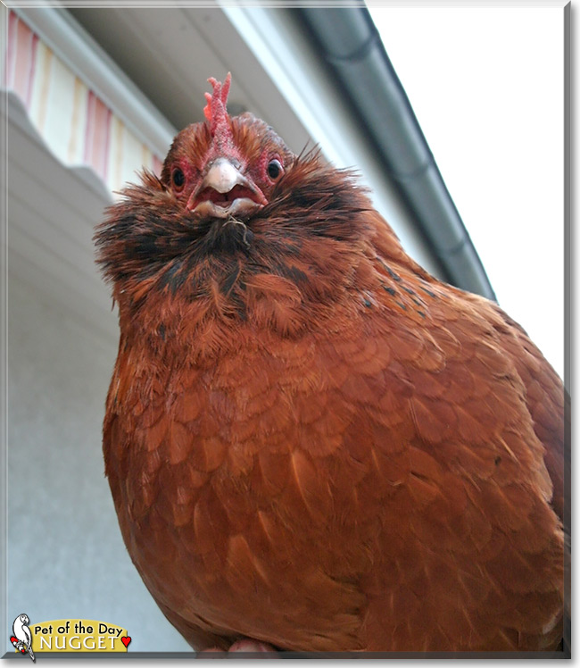 Nugget, the Pet of the Day Nugget, the Pet of the Day