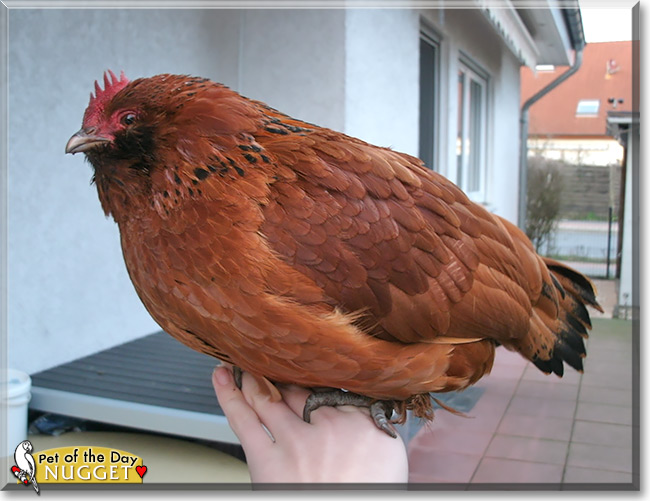 Nugget, the Pet of the Day Nugget, the Pet of the Day