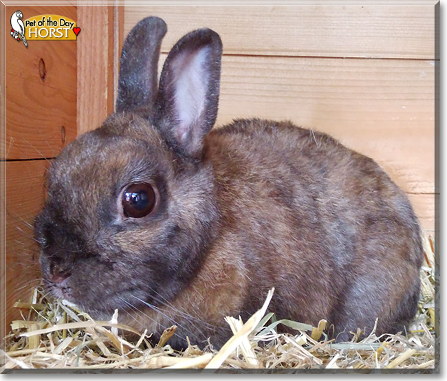 Horst, the Pet of the Day Horst, the Pet of the Day