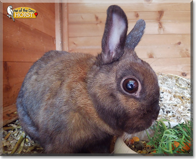 Horst, the Pet of the Day Horst, the Pet of the Day