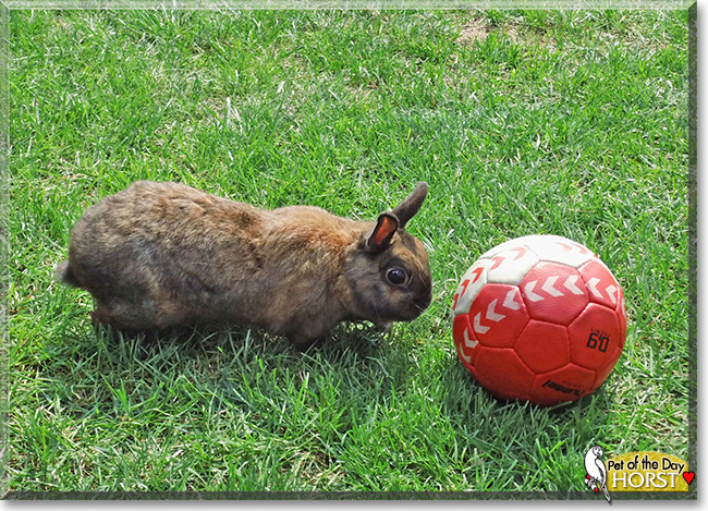 Horst, the Pet of the Day Horst, the Pet of the Day
