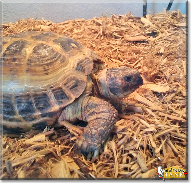 Tank, the Pet of the Day Tank, the Pet of the Day