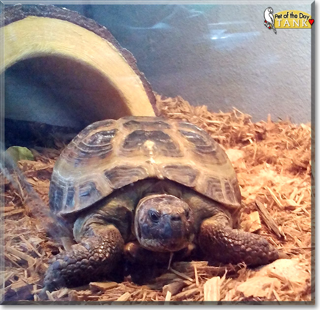 Tank, the Pet of the Day Tank, the Pet of the Day
