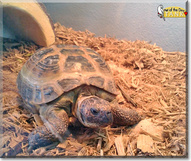 Tank, the Pet of the Day Tank, the Pet of the Day