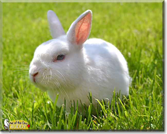 Buddy, the Pet of the Day Buddy, the Pet of the Day