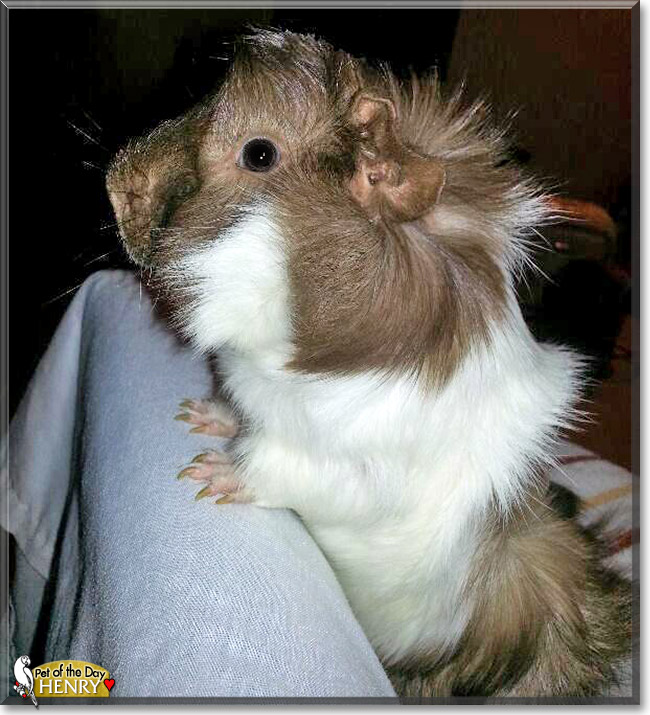 Henry, the Pet of the Day Henry, the Pet of the Day