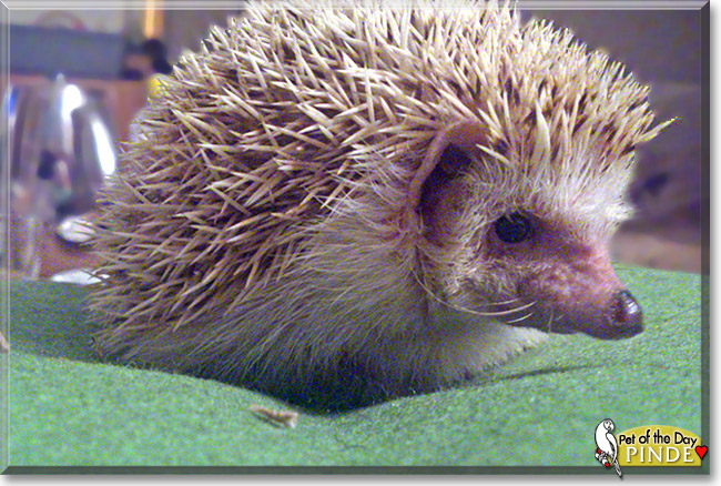Pinde, the Pet of the Day Pinde, the Pet of the Day
