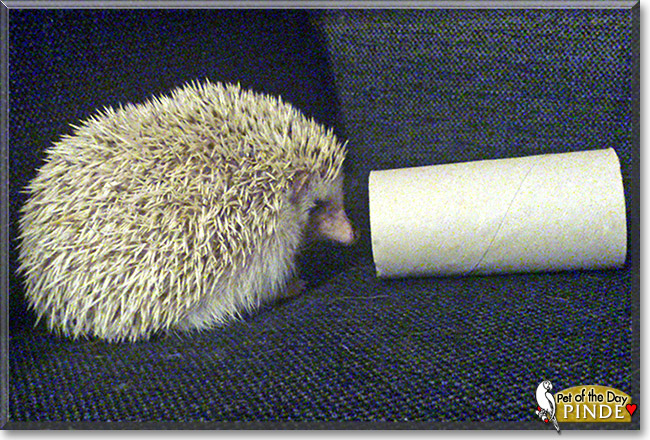 Pinde, the Pet of the Day Pinde, the Pet of the Day