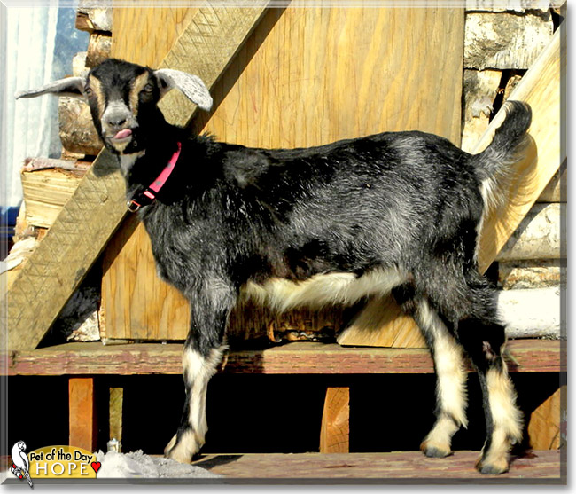 Hope, the Pet of the Day Hope, the Pet of the Day