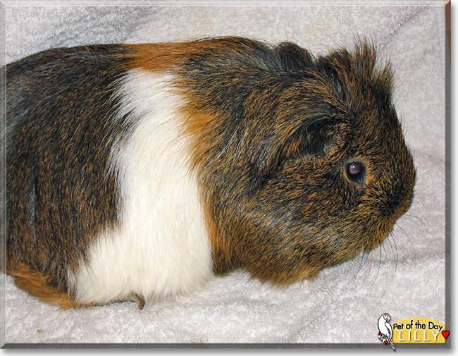 Lilly, the Pet of the Day Lilly, the Pet of the Day