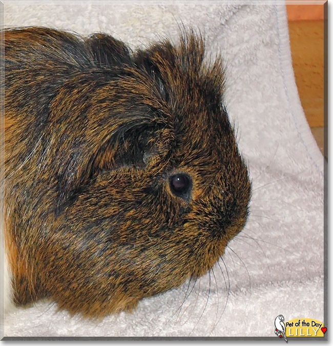Lilly, the Pet of the Day Lilly, the Pet of the Day