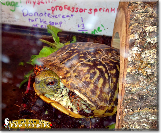 Professor Sprinkles, the Pet of the Day