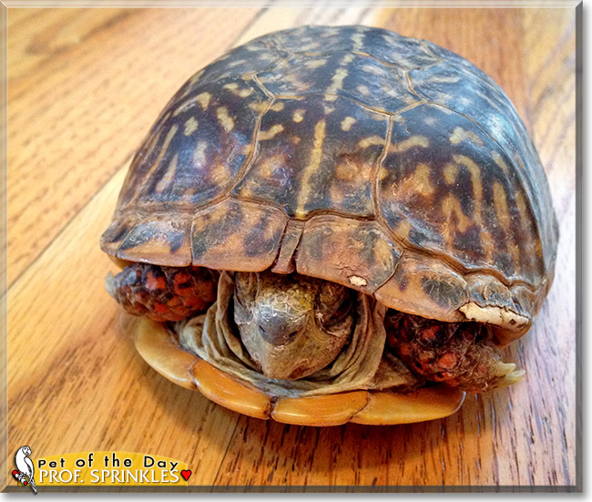 Professor Sprinkles, the Pet of the Day