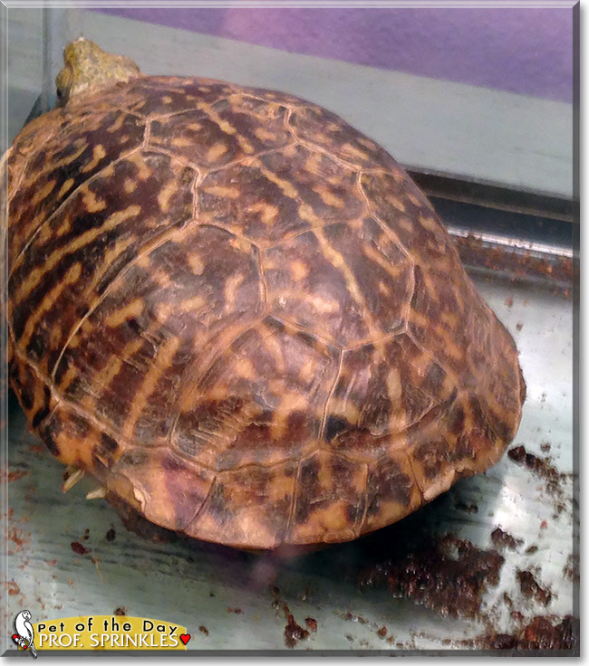 Professor Sprinkles, the Pet of the Day