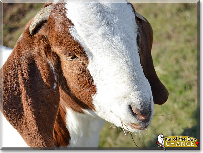 Chance, the Pet of the Day