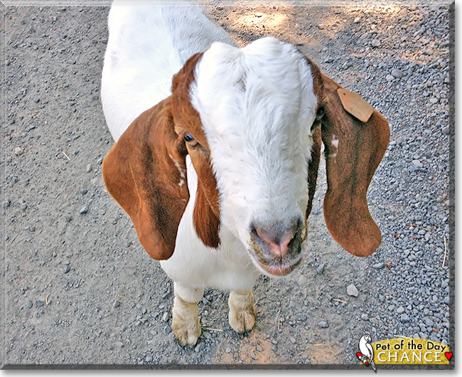 Chance, the Pet of the Day